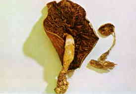 Сушеные псилоцибиновые грибы